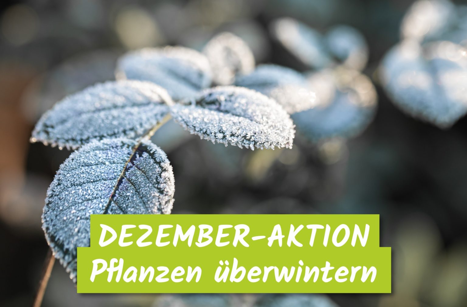 PFLANZEN ÜBERWINTERN! › Garten und Landschaftsbau Garten Grandiflora