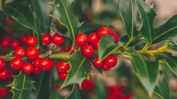 PFLANZE DER WOCHE › Garten und Landschaftsbau Garten Grandiflora