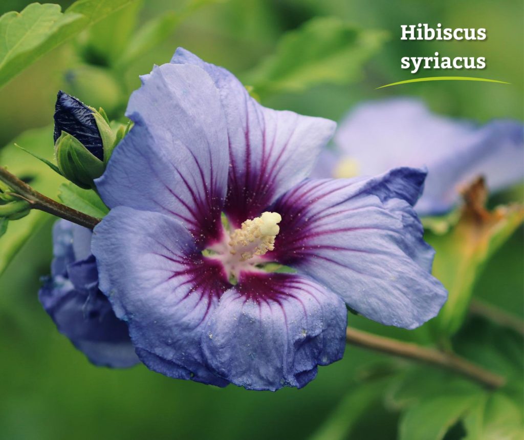 Die Pflanze der Woche Hibiscus Syriacus › Garten und Landschaftsbau