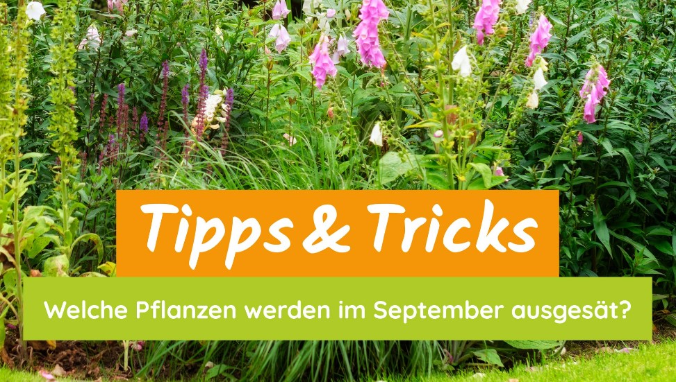 Garten und Landschaftsbau Garten Grandiflora