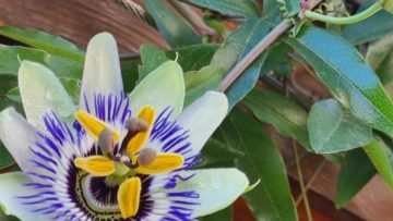 Pflanze der Woche – Passiflora Caerulea