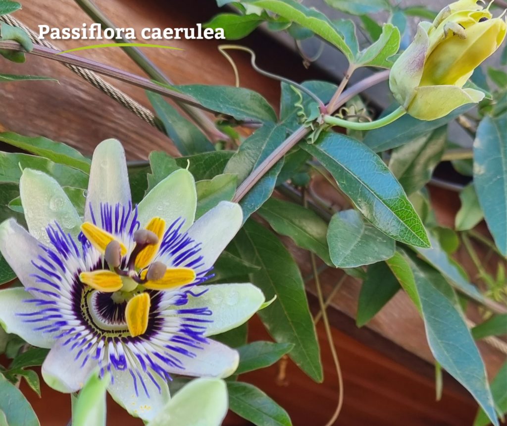 Pflanze der Woche Passiflora Caerulea › Garten und Landschaftsbau