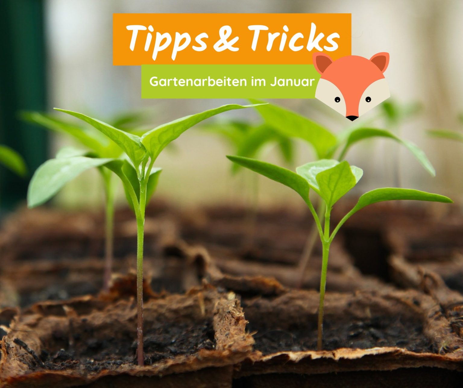 Aussaat im Januar › Garten und Landschaftsbau Garten Grandiflora