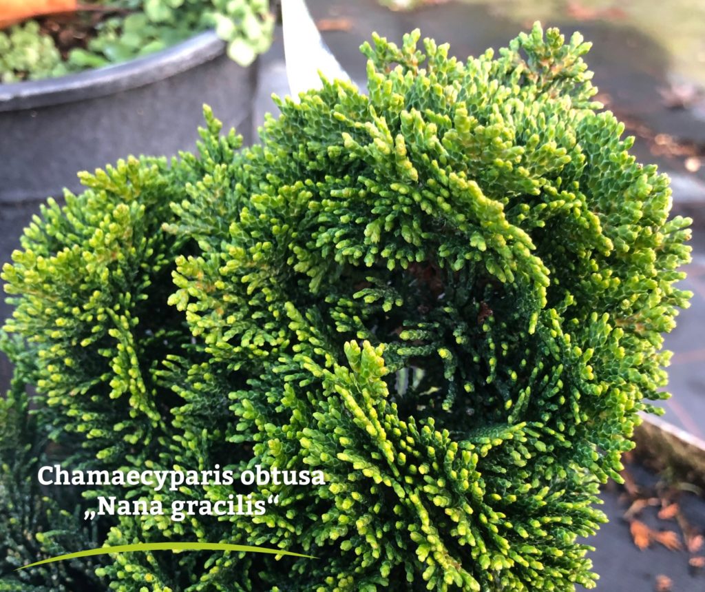 Die Pflanze der Woche › Garten und Landschaftsbau Garten Grandiflora