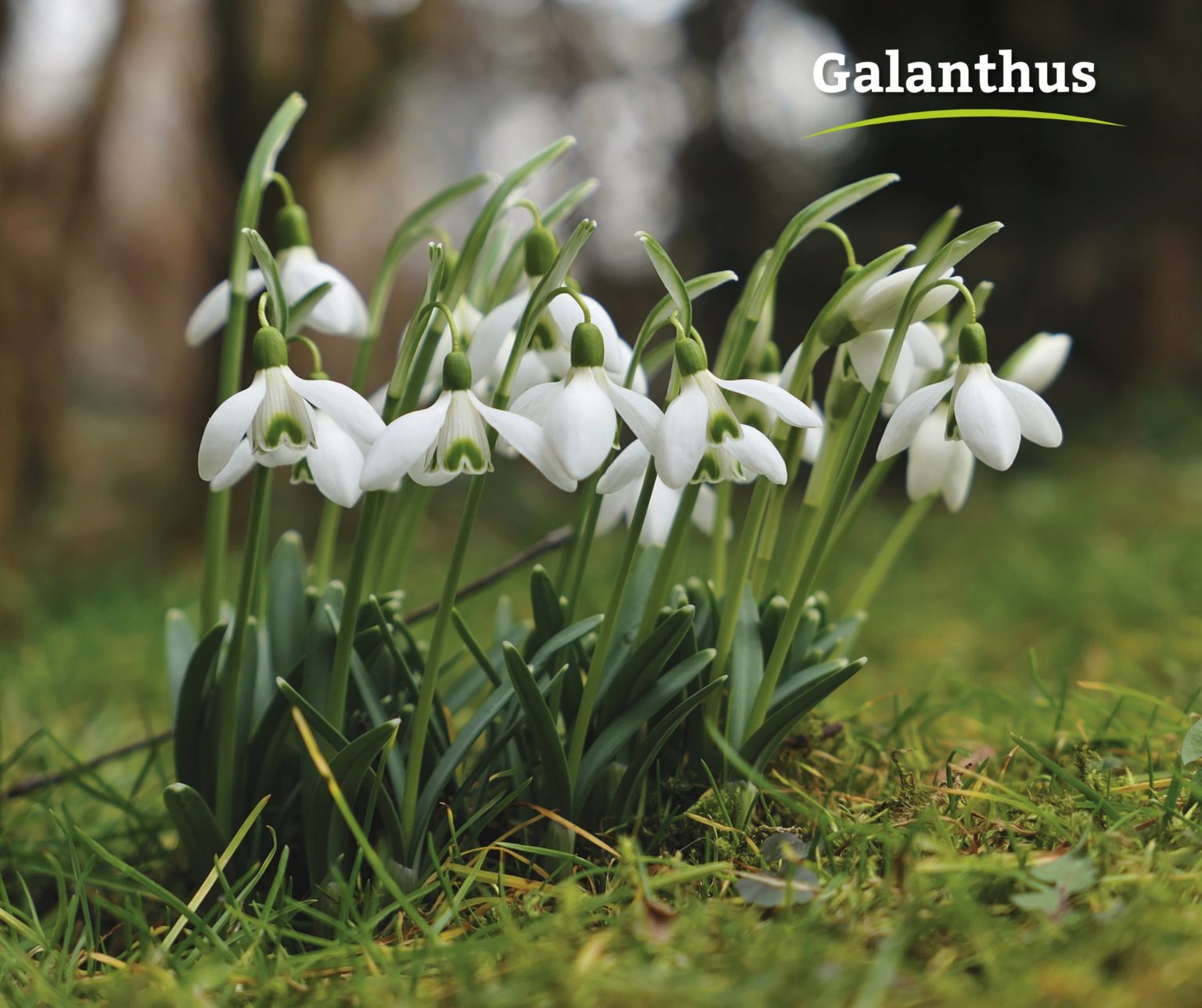 Pflanze der Woche Galanthus › Garten und Landschaftsbau Garten