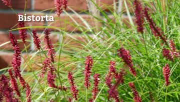 Bistorta – Pflanze der Woche