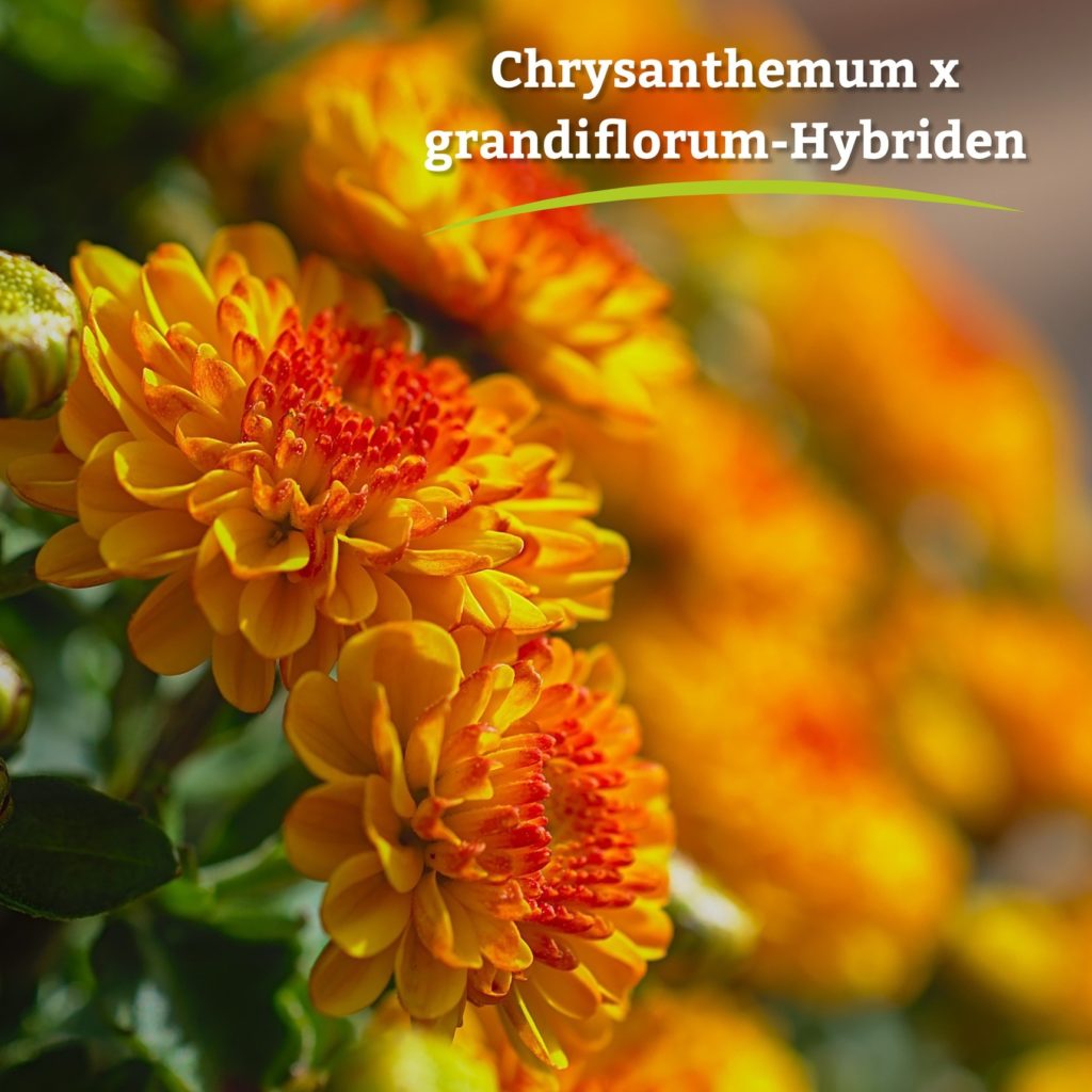 Die Pflanze der Woche › Garten und Landschaftsbau Garten Grandiflora