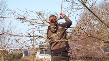 Baumpflege leicht gemacht: Professionelle Hilfe