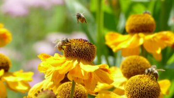 Dein Garten in der Sommerhitze: Clever Bewässern & Pflegen