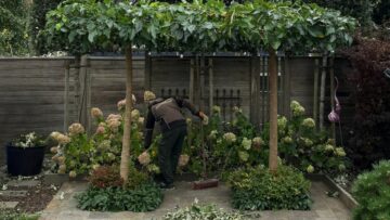 Garten-Update und Gehölzpflege